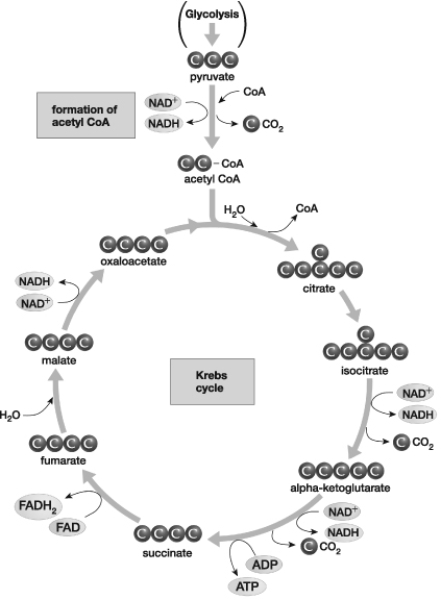 In the Krebs cycle, electron-carrier molecules are produced as a result of individual reactions. NAD+ is reduced as one chemical compound is converted to another EXCEPT during the conversion of   A)  isocitrate to α-ketoglutarate. B)  α-ketoglutarate to succinate. C)  succinate to fumarate. D)  malate to oxaloacetate.