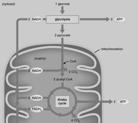If only one molecule of pyruvate (instead of two)  were produced per glucose molecule metabolized in glycolysis, then which of the following would be produced after glycolysis and before the electron transport chain?   A)  2 ATP, 6 NADH, and 2 FADH2 B)  1 ATP, 4 NADH, and 1 FADH2 C)  1 ATP, 3 NADH, and 1 FADH2 D)  1 ATP, 1 NADH, and 1 FADH2