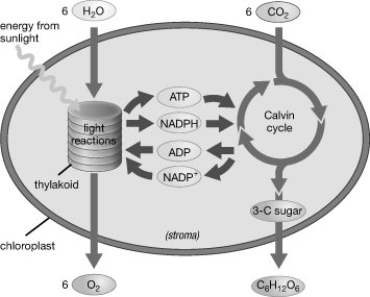 Based on the information provided in this figure, where does the oxygen gas produced by a leaf come from?   A)  C<sub>6</sub>H<sub>12</sub>O<sub>6</sub> B)  H<sub>2</sub>O C)  NADPH D)  CO<sub>2</sub>