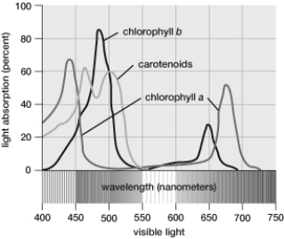 Based on this graph, which wavelengths of light would result in the highest rates of ATP production during photosynthesis?   A)  550-600 nanometers B)  600-650 nanometers C)  700-750 nanometers D)  450-500 nanometers