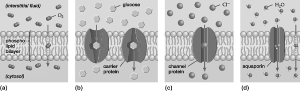 Based on these four illustrations of diffusion, which mode would most likely be used to transport oxidized zinc (which has a charge of +2)  through the cell membrane?   A)  Osmosis through aquaporins B)  Simple diffusion through the bilayer C)  Facilitated diffusion through channel proteins D)  Facilitated diffusion through carrier proteins