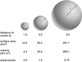 If the radius of one cell were twice as large as the radius of another cell, how much higher or lower would its surface-area-to-volume ratio be?   A)  1/2 lower B)  2 times lower C)  10 times higher D)  2 times higher