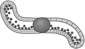 What phenomenon is illustrated in the figure?   A)  Apicotropism B)  Phototropism C)  Thigmotropism D)  Gravitropism