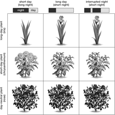 Based on the figure, which of the following plants will NOT flower under long -day or interrupted-night conditions?   A)  Rose B)  Iris C)  Chrysanthemum