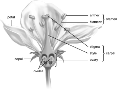 Based on the leaflike sepals in the flower shown in the figure and on the other visible characteristics, this flower is a(n)    A)  incomplete monocot flower. B)  complete monocot flower. C)  incomplete dicot flower. D)  complete dicot flower.