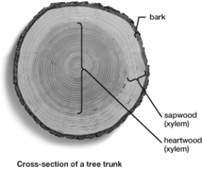 Based on the figure, estimate the age of this tree in years.   A)  13 to 15 B)  3 to 5 C)  over 35 D)  8 to 10 E)  20 to 25