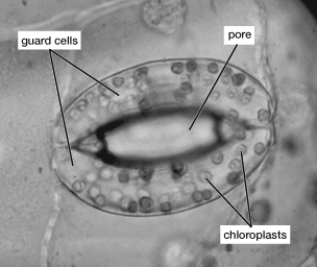 The guard cells shown in this figure have   A)  lost most of their water. B)  eliminated all potassium ions. C)  accumulated potassium ions. D)  lost potassium ions.