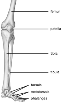 Based on this figure, the____________ inserts into the patella.   A)  deltoid B)  quadriceps C)  gastrocnemius D)  coccyx E)  rectus abdominus