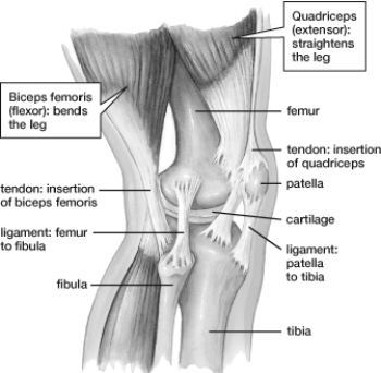 This figure illustrates what type of joint?   A)  Suture B)  Hinge C)  Ball-and-socket D)  Plane