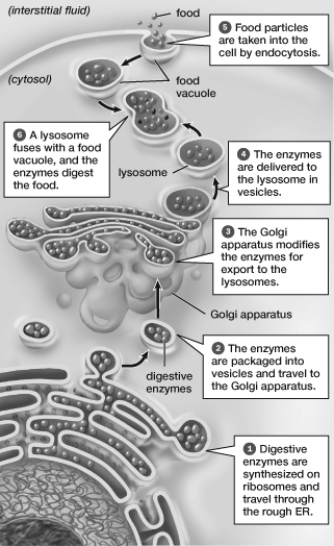 The food particles shown in this figure are being ingested by   A)  exocytosis and digested with enzymes produced at the ribosomes. B)  endocytosis and digested with enzymes produced at the ribosomes. C)  exocytosis and digested with enzymes produced at the lysosomes. D)  endocytosis and digested with enzymes produced at the lysosomes.