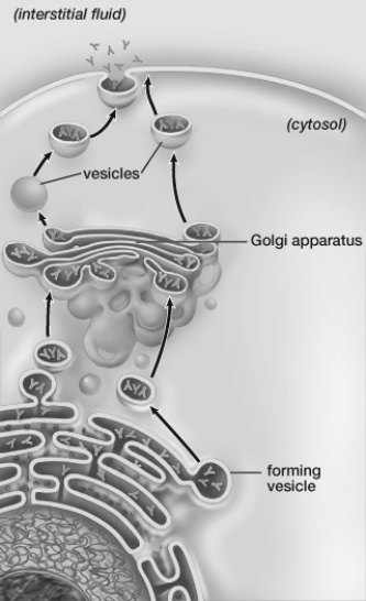 The cell shown in this figure must be   A)  a prokaryote. B)  from a eukaryote. C)  from a plant. D)  an exception to the cell theory.
