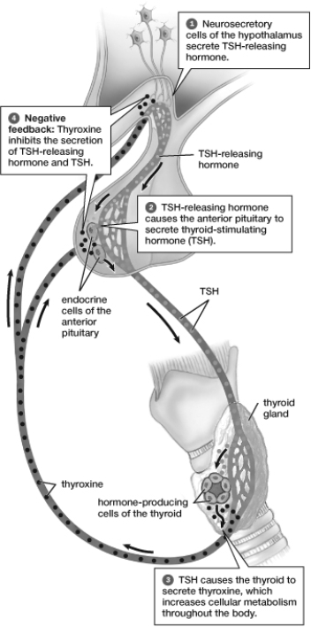 The hormone interaction in this figure is an example of   A)  transmission at a gap junction. B)  a negative feedback mechanism. C)  blood glucose regulation. D)  the effects of endocrine disruptors. E)  a positive feedback mechanism.