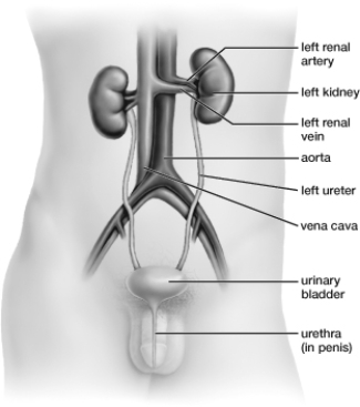 Based on this figure, what pathway is used during urinary catheterization, in which a tube is inserted into a patient to drain urine from the bladder?   A)  From the left ureter into the urinary bladder B)  From the vena cava into the urinary bladder C)  From the left renal artery into the urinary bladder D)  From the urethra into the urinary bladder