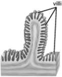 This figure illustrates the lining of the   A)  small intestine. B)  stomach. C)  esophagus. D)  large intestine. E)  pharynx.