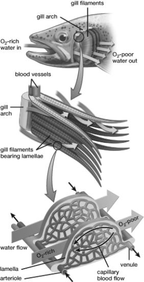 Refer to this figure to determine which of the following statements is correct.   A)  Lamellae bring air within diffusing distance of each body cell. B)  Oxygen diffuses out of blood as it flows through lamellae. C)  Blood and water are flowing in the same direction (concurrent) . D)  Blood and water are flowing in opposite directions (countercurrent) .