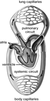 Based on this figure, which of the following is TRUE?   A)  Oxygenated and deoxygenated blood mix in the atria. B)  Oxygenated and deoxygenated blood never mix. C)  Oxygenated and deoxygenated blood mix in the ventricle. D)  Deoxygenated blood enters the body capillaries after being pumped from the heart.