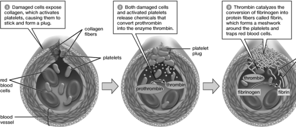 Based on this figure, which of the following occurs first?   A)  Prothrombin conversion B)  Fibrinogen conversion C)  Fibrin production