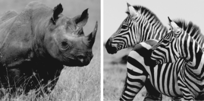 The animals shown in the photographs are found in which biome?   A)  Savanna B)  Northern coniferous forest C)  Tallgrass prairie D)  Tundra E)  Tropical rain forest