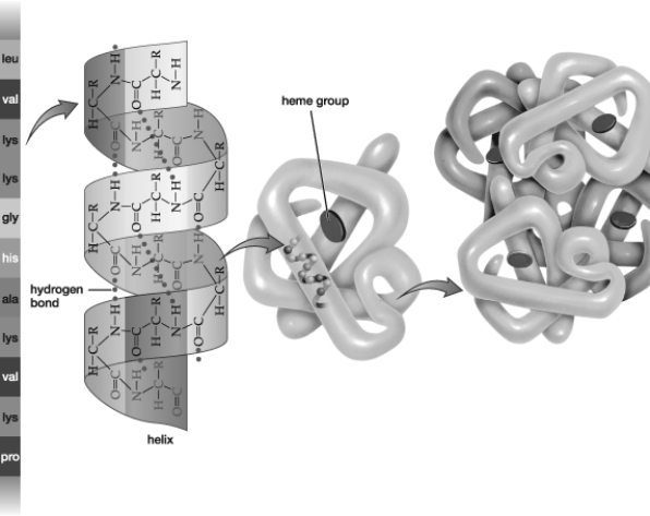 As shown in this figure, the valine and lysine in this protein are linked by covalent bonds within the_________ structure, whereas the hydrogen bonds hold together molecules within the helical _________structure.   A)  primary; secondary B)  primary; tertiary C)  secondary; tertiary D)  secondary; quaternary E)  tertiary; quaternary