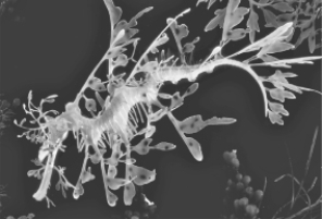 The sea dragon in the illustration displays   A)  warning coloration. B)  camouflage. C)  chemical defenses. D)  aggressive mimicry. E)  startle coloration.