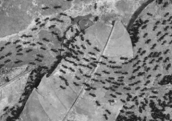 The insects in the photograph are demonstrating _________communication.   A)  chemical B)  sound C)  touch D)  visual E)  vocal