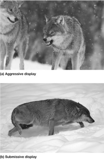 Wolves are social animals that behave and communicate with each other through a variety of body movements. If a wolf who is initially aggressive as he moves through the pack encounters a more dominant individual, his behavior shifts. Which of the postures shown does he assume?   A)  Figure a B)  Figure b C)  Both Figures a and b D)  Neither Figure a nor b