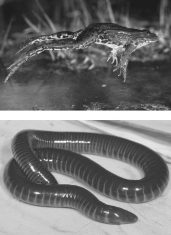 What characteristics place these animals in the same group?   A)  Internal fertilization, cartilaginous skeletons, and four-chambered hearts B)  Shelled eggs, four-chambered hearts, and being endothermic C)  Moist skin, eggs with a jelly-like coating, lungs in their adult forms, and gas exchange through their skin D)  Cartilaginous skeletons, placental development, and internal fertilization E)  Ventral nerve cords and gills in their adult forms