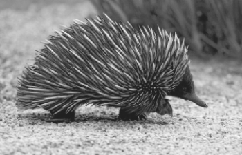 This animal is a   A)  reptile. B)  monotreme. C)  marsupial. D)  placental mammal. E)  tunicate.