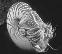 The organism shown here is a(n)    A)  annelid. B)  gastropod. C)  fluke. D)  arachnid. E)  cephalopod.
