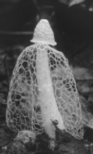 The structure shown in the photograph is a(n)    A)  alga. B)  chytrid. C)  lichen. D)  mycelium. E)  ascus.