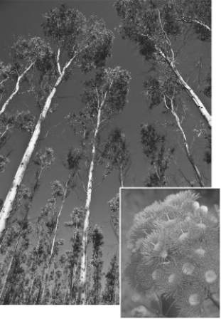 The eucalyptus flower in the photograph shown here is most likely pollinated by   A)  wind. B)  frogs. C)  humans. D)  insects. E)  water.