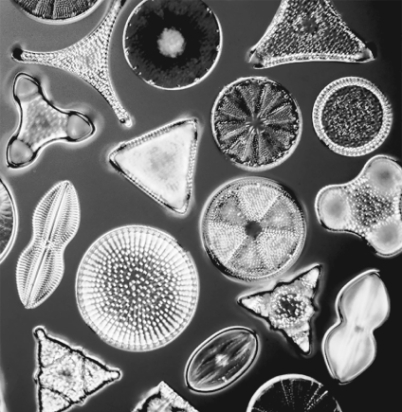 The organisms in the image have shells made of   A)  starch. B)  cellulose. C)  cilia. D)  calcium carbonate. E)  silica.