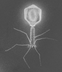 The organism in the figure parasitizes   A)  plants. B)  fungi. C)  bacteria. D)  animals. E)  protists.