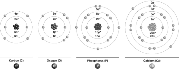 Which of these atoms would become inert if it accepted three electrons?   A)  Calcium B)  Carbon C)  Phosphorus D)  Oxygen