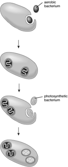 The figure illustrates   A)  Operin and Haldaneʹs theory on the formation of living organisms. B)  the development of prokaryotes from eukaryotic organisms. C)  spontaneous generation. D)  prebiotic conditions. E)  the formation of eukaryotes according to the endosymbiont theory.