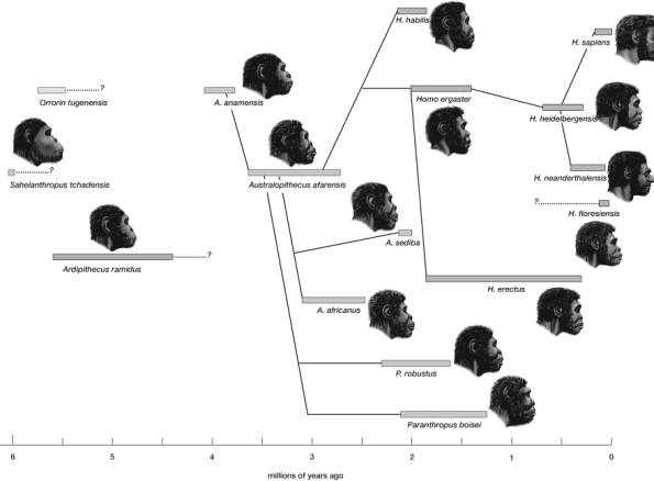According the pictured phylogenetic tree, the common ancestor for all Homo species is   A)  Homo habilis. B)  Paranthropus boisei. C)  Homo erectus. D)  Homo ergaster. E)  Australopthecus afarensis.