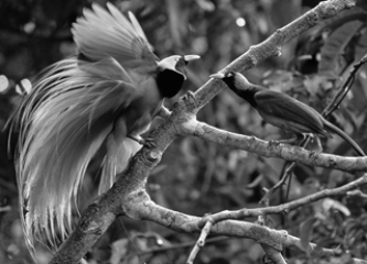 Strong courtship displays like the one in the figure below can lead to   A)  behavioral isolation. B)  mechanical incompatibility. C)  temporal isolation. D)  hybrid infertility. E)  geographic isolation.