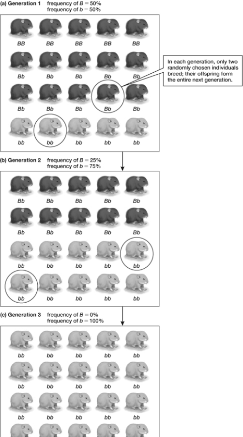 Based on the information shown in the figure, what do you predict the fourth generation will look like?     A)  All the hamsters will have mottled tan/black fur. B)  There is no way to predict what the fourth generation will look like. C)  All the hamsters will be tan. D)  Five hamsters will be black. E)  All the hamsters will be black.