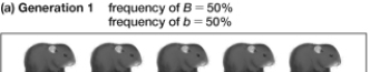 Based on the information shown in the figure, what do you predict the fourth generation will look like?     A)  All the hamsters will have mottled tan/black fur. B)  There is no way to predict what the fourth generation will look like. C)  All the hamsters will be tan. D)  Five hamsters will be black. E)  All the hamsters will be black.