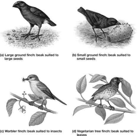 A storm blows the four species of finches shown in the figure to a new island that has only small-seeded grasses. Which species is more likely to survive?   A)  Species a B)  Species b C)  Species c D)  Species d