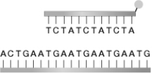 The illustrated probe cannot bind to the shown DNA sequence. Which DNA sequence could this probe bind to?   A)  AGAGATATCTAT B)  AGAGATATGATA C)  AGATCTATCTAT D)  AGATAGATAGAT