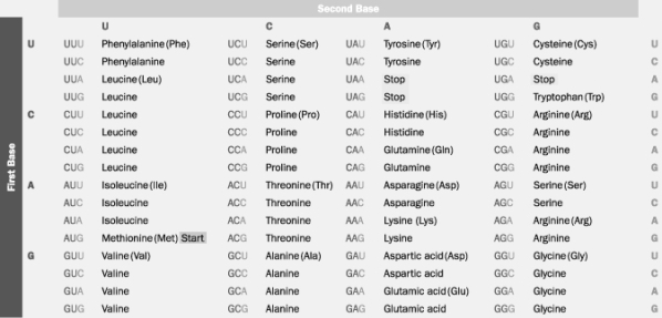 Based on this table, which polypeptide would be synthesized from the mRNA base sequence AUGCCUGACUUA?   A)  ile-pro-ala-tyr B)  phe-met-pro-leu C)  met-pro-asp-leu D)  met-phe-glu-leu E)  met-pro-asp-tyr