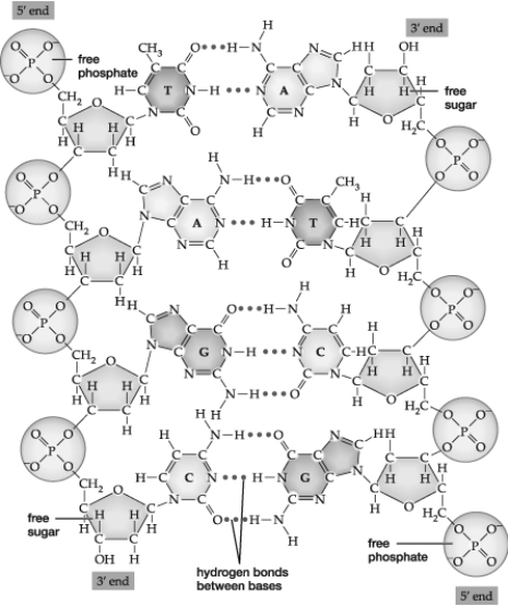 Based on this figure, which molecule would attach to the 5ʹ phosphate end of the DNA strand on the right?   A)  Adenine B)  Phosphate C)  Deoxyribose D)  Cytosine E)  Phospholipid