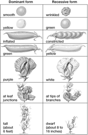 Based on this figure, what is the genotype of an individual pea plant that is homozygous for green pod and constricted pod and is 6 feet tall? (Assume that green and yellow pods are indicated by G and g, inflated and constricted pods by I and i, and height by T and t.)    A)  GGIITT B)  GGiiTT C)  ggiitt D)  GgIiTt E)  ggiiTT