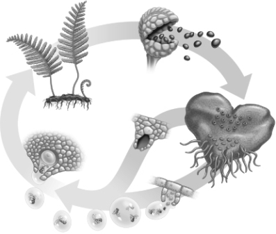 What is the name of the process depicted below that shows the life cycle of the typical plant?   A)  Mitosis B)  Alternation of genomes C)  Meiosis D)  Alternation of generations E)  Mitosis and meiosis