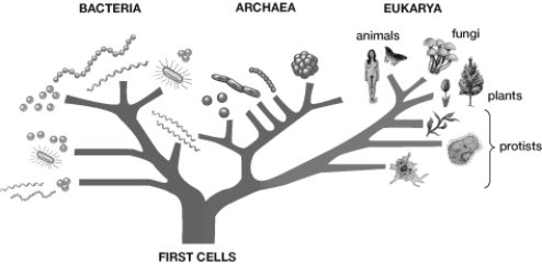 The ʺfirst cellsʺ shown at the bottom of this illustration were most likely   A)  protists. B)  animals. C)  prokaryotes. D)  fungi. E)  plants.