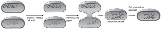   Which method of inserting DNA into cells is illustrated in this figure? A)  electroporation B)  injection C)  protoplast fusion D)  transduction E)  a gene gun