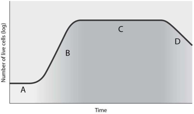   The correct sequence for the phases indicated by the letters A, B, C and D is A)  death phase, stationary phase, log phase, lag phase. B)  log phase, stationary phase, lag phase, death phase. C)  lag phase, log phase, stationary phase, death phase. D)  death phase, log phase stationary phase, lag phase. E)  stationary phase, lag phase, log phase, death phase.
