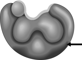  The arrow indicates the only protein component of this complex. This illustration represents a(n)  A)  holoenzyme. B)  ubiquinone. C)  ribozyme. D)  coenzyme. E)  apoenzyme.