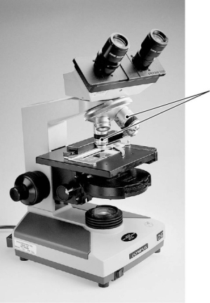   The part(s)  of the microscope indicated by the arrows is/are the A)  oculars. B)  condenser lens. C)  objectives. D)  body. E)  diaphragm.